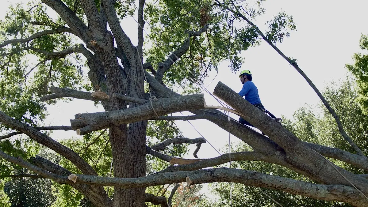 Professional Hazardous Tree Removal performed by certified arborists in Hay